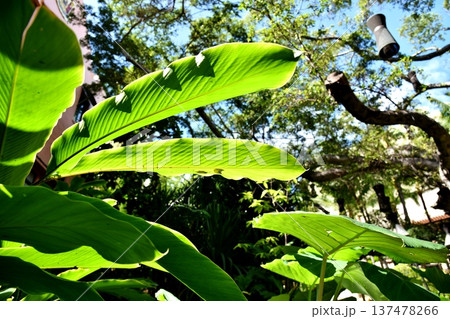 ハワイの休日 ハワイの休日 137478266