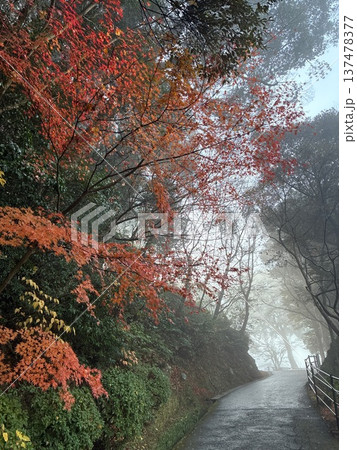 霧の竈門神社近辺の紅葉(宝満山登山口) 霧の竈門神社近辺の紅葉(宝満山登山口) 137478377