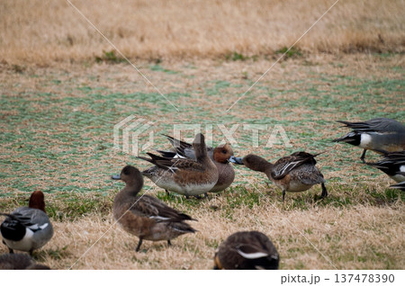 信濃川・やすらぎ堤の緋鳥鴨(ひどりがも) 信濃川・やすらぎ堤の緋鳥鴨(ひどりがも) 137478390