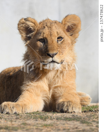 座るライオンの子の視線 137478622