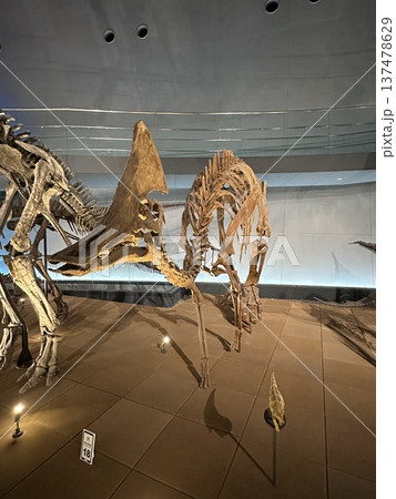 恐竜博物館　☆mar_lapin 137478629