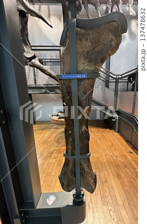 恐竜博物館　☆mar_lapin 137478632