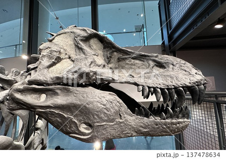 恐竜博物館 ☆mar_lapin 恐竜博物館 ☆mar_lapin 137478634
