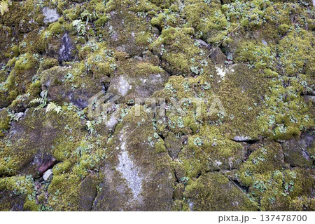 苔むした石垣 苔むした石垣 137478700
