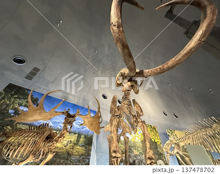 恐竜博物館　☆mar_lapin 137478702