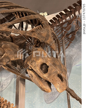 恐竜博物館 ☆mar_lapin 恐竜博物館 ☆mar_lapin 137478705