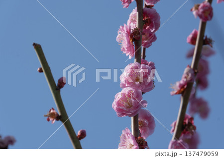 桃　花　早春　季節　青空 137479059