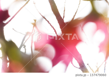 春 日差し 木洩れ日 ぼけ ふんわり 春 日差し 木洩れ日 ぼけ ふんわり 137479060