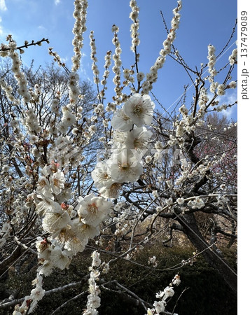 白い梅の花 ☆mar_lapin 白い梅の花 ☆mar_lapin 137479089
