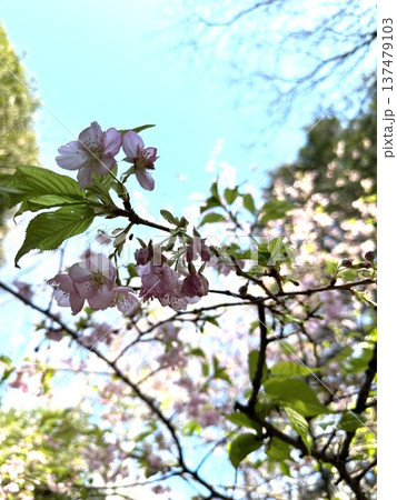 柿田川公園 ☆mar_lapin 柿田川公園 ☆mar_lapin 137479103