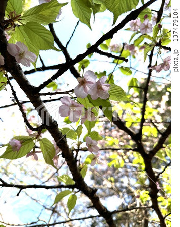桜の花びら ☆mar_lapin 桜の花びら ☆mar_lapin 137479104