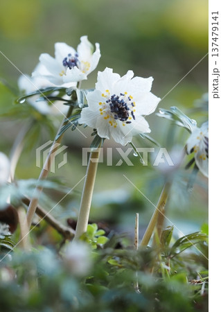 小さくて可憐なセツブンソウの花 小さくて可憐なセツブンソウの花 137479141