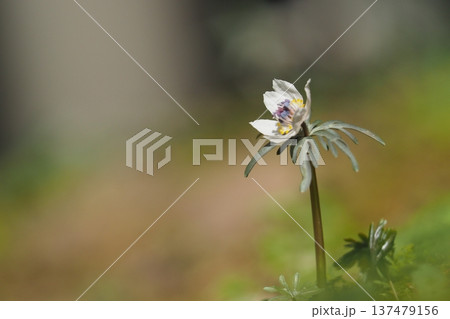 可憐に咲くセツブンソウの花 可憐に咲くセツブンソウの花 137479156
