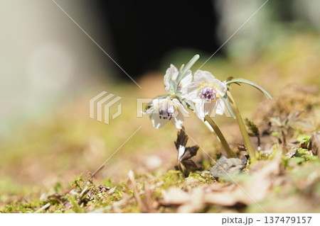 斜面に咲く小さなセツブンソウの花 斜面に咲く小さなセツブンソウの花 137479157