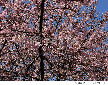 青空に映える満開の桜 ☆mar_lapin 青空に映える満開の桜 ☆mar_lapin 137479164
