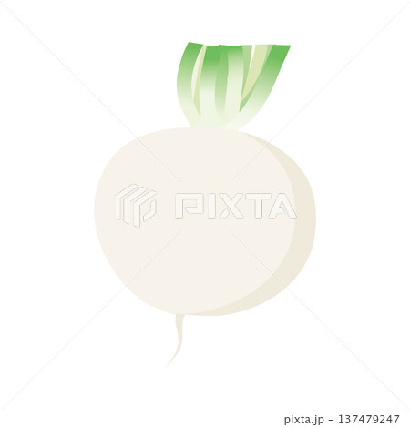 蕪のベクターアイコン、根菜のイラスト素材 137479247