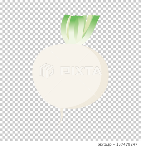 蕪のベクターアイコン、根菜のイラスト素材 137479247