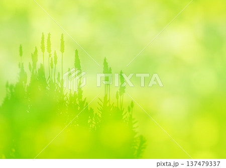 やわらかな木漏れ日を背景に、上品に咲くラベンダーのシルエット 137479337