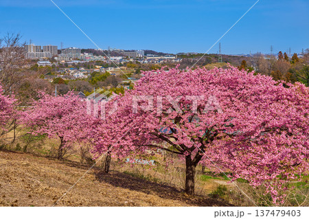 河津桜越しに東京都稲城市の眺望(坂浜,長峰2丁目,3丁目など) 137479403