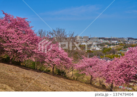 河津桜越しに東京都稲城市の眺望(坂浜,長峰2丁目,3丁目など) 137479404