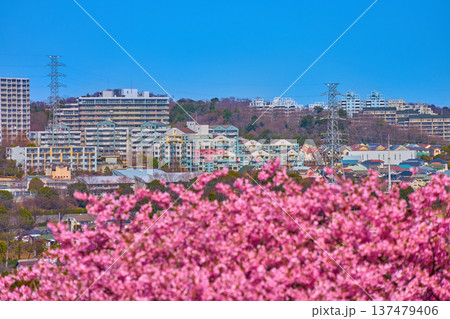 河津桜越しに東京都稲城市の眺望(長峰2丁目,3丁目など) 河津桜越しに東京都稲城市の眺望(長峰2丁目,3丁目など) 137479406