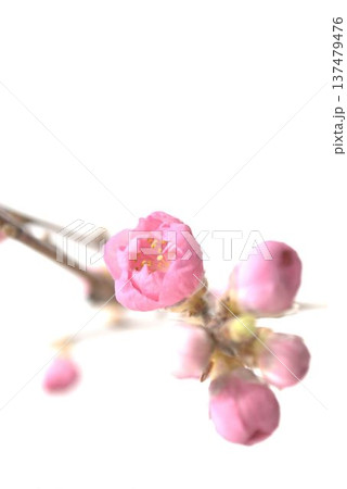 ピンク色の桃の花 137479476