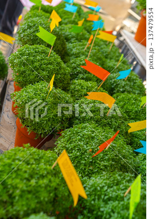 Lot of Manjerico plants top view 137479554