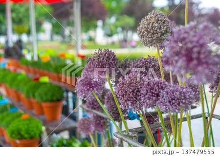 Lot of Manjerico plants and garlic flowers on the market stall. Lot of Manjerico plants and garlic flowers on the market stall. 137479555