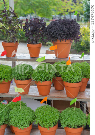 Traditional Manjerico plants on the market stall in Porto Traditional Manjerico plants on the market stall in Porto 137479570