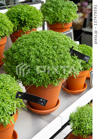 Manjerico plants in the market stall. 137479591
