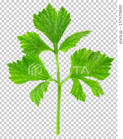 Fresh green celery leaf sprig isolated. Detailed view of vibrant organic vegetable stalk with jagged leaves. Ideal for food, healthy diet, and culinary ingredient concepts. Fresh green celery leaf sprig isolated. Detailed view of vibrant organic vegetable stalk with jagged leaves. Ideal for food, healthy diet, and culinary ingredient concepts. 137479680