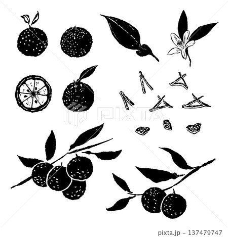 ゆずの果実・枝・花・皮の総集編セット ゆずの果実・枝・花・皮の総集編セット 137479747