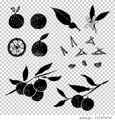 ゆずの果実・枝・花・皮の総集編セット ゆずの果実・枝・花・皮の総集編セット 137479747