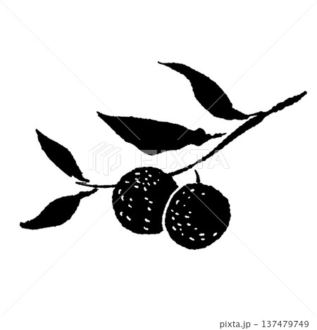 二つの実がついたゆずの枝のシルエット 二つの実がついたゆずの枝のシルエット 137479749