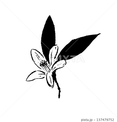 ゆずの花と葉のシルエットイラスト 137479752