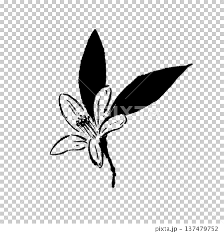ゆずの花と葉のシルエットイラスト 137479752