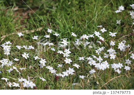ハナニラの花 ハナニラの花 137479773