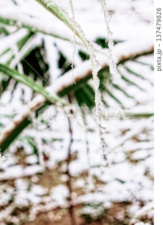 Snow delicately coats tall green palm fronds. Icicles hang from leaf edges, glistening in soft light. Nature's quiet beauty in unexpected winter setting. Perfect for holiday cards, travel blogs, or Snow delicately coats tall green palm fronds. Icicles hang from leaf edges, glistening in soft light. Nature's quiet beauty in unexpected winter setting. Perfect for holiday cards, travel blogs, or 137479826