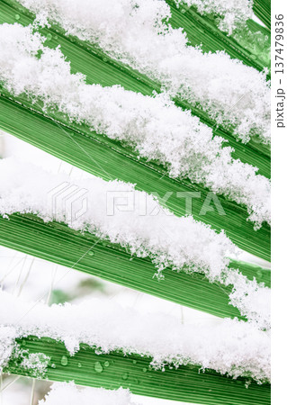 Snow rests on vibrant green palm leaf, droplets glisten. Cold contrast meets tropical texture. Perfect for winter tropical themes or seasonal design projects Snow rests on vibrant green palm leaf, droplets glisten. Cold contrast meets tropical texture. Perfect for winter tropical themes or seasonal design projects 137479836