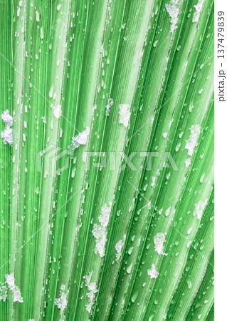 Snow rests on vibrant green palm leaf, droplets glisten. Cold contrast meets tropical texture. Perfect for winter tropical themes or seasonal design projects Snow rests on vibrant green palm leaf, droplets glisten. Cold contrast meets tropical texture. Perfect for winter tropical themes or seasonal design projects 137479839