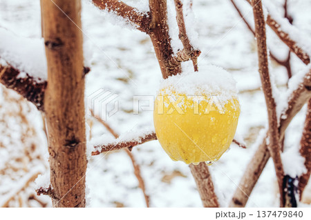 Yellow apple covered in snow, hanging on bare branch. Winter scene with crisp white snow coating fruit. Natural stillness of cold season captured. Suitable for seasonal themes, holiday cards, or 137479840