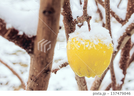 Yellow apple covered in snow, hanging on bare branch. Winter scene with crisp white snow coating fruit. Natural stillness of cold season captured. Suitable for seasonal themes, holiday cards, or Yellow apple covered in snow, hanging on bare branch. Winter scene with crisp white snow coating fruit. Natural stillness of cold season captured. Suitable for seasonal themes, holiday cards, or 137479846