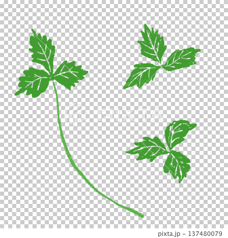 Illustration of a trefoil leaf and stem Illustration of a trefoil leaf and stem 137480079