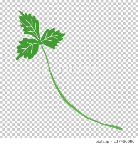 茎の長い三つ葉のイラスト 茎の長い三つ葉のイラスト 137480090