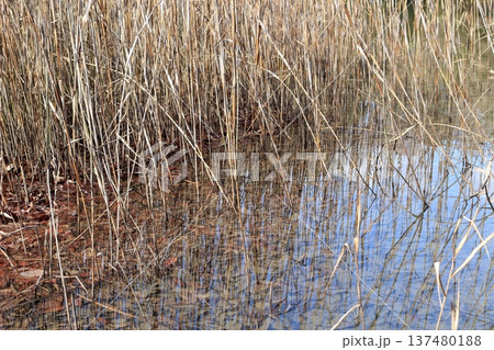 湿地に生えるヨシ 137480188