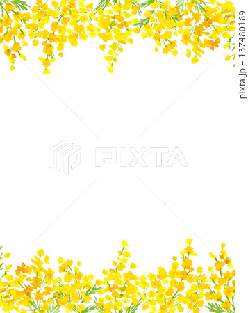 水彩で描いたミモザの背景イラスト。ミモザのカードテンプレート。 水彩で描いたミモザの背景イラスト。ミモザのカードテンプレート。 137480189