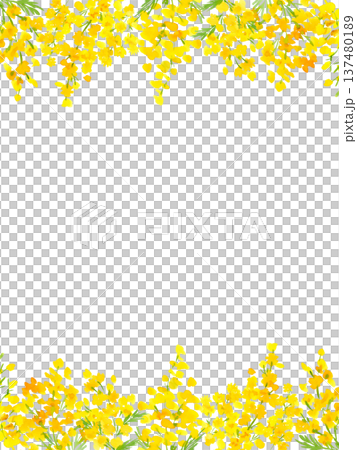 水彩で描いたミモザの背景イラスト。ミモザのカードテンプレート。 水彩で描いたミモザの背景イラスト。ミモザのカードテンプレート。 137480189