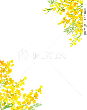 水彩で描いたミモザの背景イラスト。ミモザのカードテンプレート。 水彩で描いたミモザの背景イラスト。ミモザのカードテンプレート。 137480190