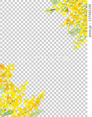 水彩で描いたミモザの背景イラスト。ミモザのカードテンプレート。 水彩で描いたミモザの背景イラスト。ミモザのカードテンプレート。 137480190
