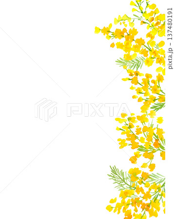 水彩で描いたミモザの背景イラスト。ミモザのカードテンプレート。 137480191